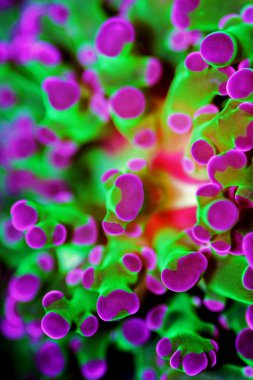 Euphyllia divisa - Frogspawn Lps mercan veya Octospawn Lps mercan