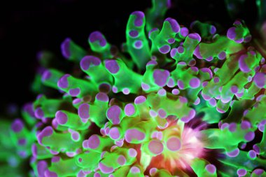 Euphyllia divisa - Frogspawn Lps mercan veya Octospawn Lps mercan