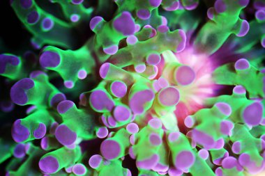 Euphyllia divisa - Frogspawn Lps mercan veya Octospawn Lps mercan