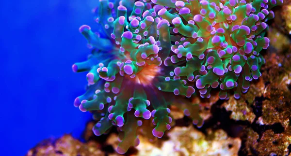 Euphyllia Divisa Frogspawn Lps Corail Octospawn Lps Corail — Photo