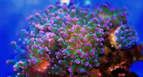 Euphyllia Divisa Frogspawn Lps Corail Octospawn Lps Corail — Photo