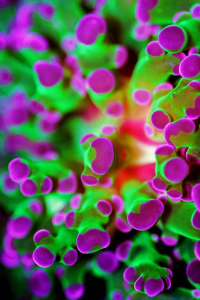 Euphyllia Divisa Frogspawn Lps Coral Octospawn Lps Coral — Stock Photo, Image