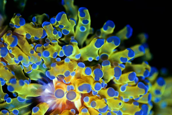 Golden Euphyllia Lps Coral Very Rare Species — Stock Photo, Image