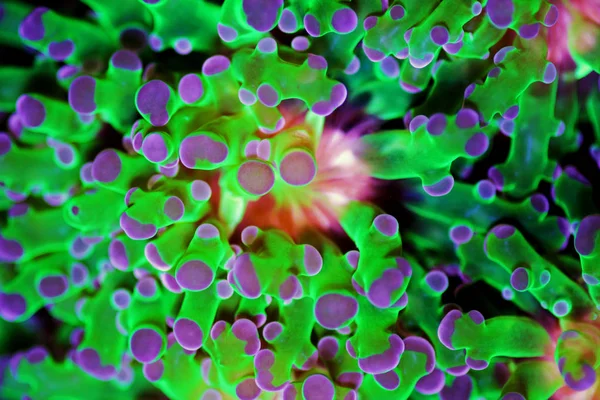 Euphyllia Divisa Frogspawn Lps Corail Octospawn Lps Corail — Photo