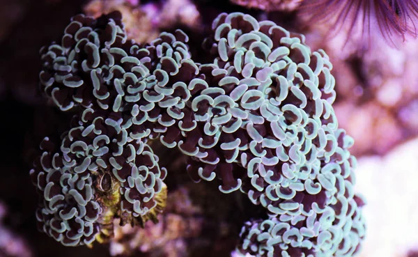 Euphyllia Hammer Lps mercanı yakın çekim sahnesinde