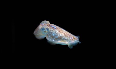 Akdeniz sıradan mürekkep balığı sahnesi