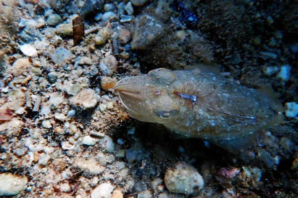 Video of Mediterranean sea common cuttlefish swimming