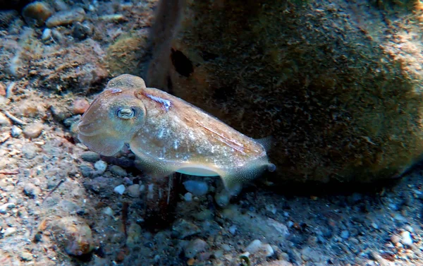 Mediterranean Sea Common Cuttlefish Isolated Scene — Stock Photo, Image