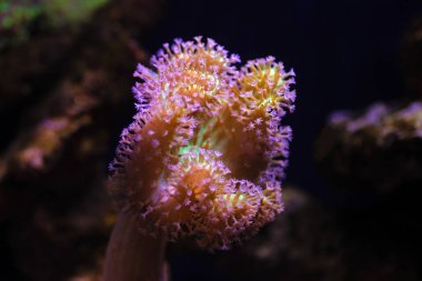 Zarif şemsiye deri sarcophyton mercan.