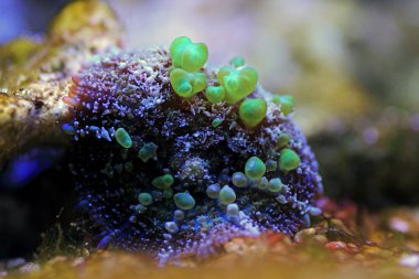 Biyolojik Tehlike Zıplayan Mantar - Rodos Sp. mantar