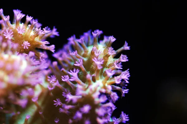 Elegant Umbrella Leather Sarcophyton Coral — Stock Photo, Image