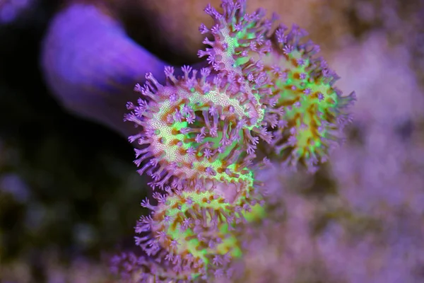 Elegante Guarda Chuva Couro Sarcophyton Coral — Fotografia de Stock