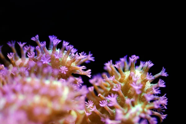Elegante Paraguas Piel Sarcófona Coral — Foto de Stock