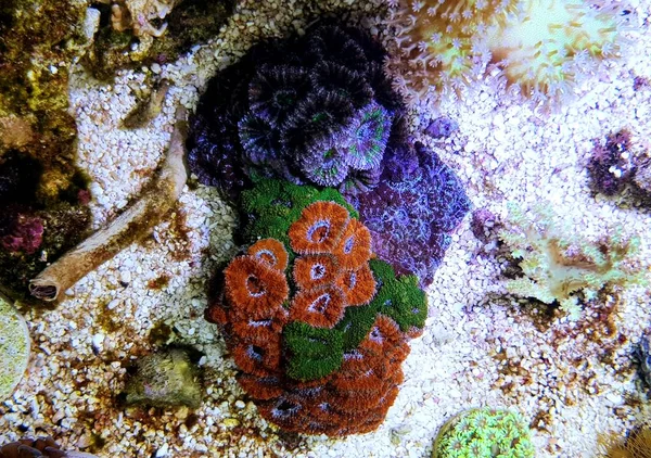 Acanthastrea Lordhowensis Coral Micromussa Lordhowensis — Foto de Stock