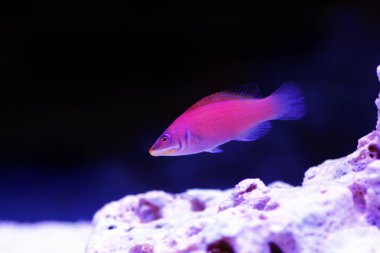 Çizgili buruşuk - Pseudocheilinus evanidus