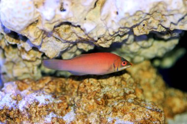 Çizgili buruşuk - Pseudocheilinus evanidus