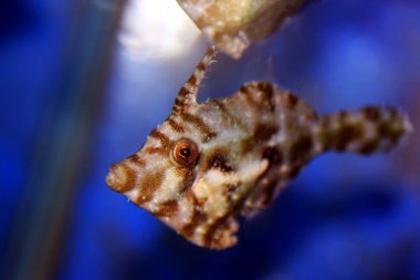 Tüylü kuyruk balığı - Acreichthys tomentosus 
