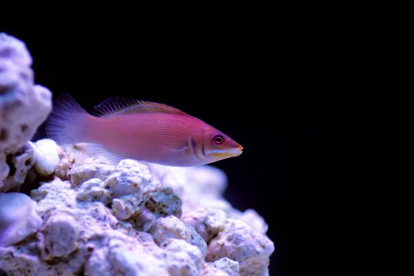 Striated Wrasse Pseudocheilinus Evanidus — Stock Photo, Image