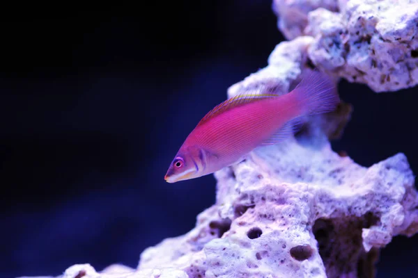 Striated Wrasse Pseudocheilinus Evanidus — Stok Foto