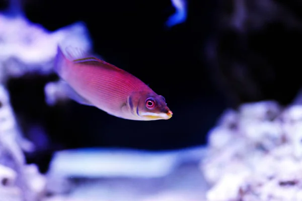 Gestreepte Wrasse Pseudocheilinus Evanidus — Stockfoto