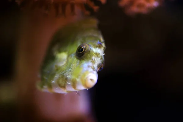 Tüylü Kuyruk Balığı Acreichthys Tomentosus — Stok fotoğraf