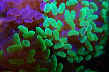 Euphyllia paraancora, küçük polip çekiç Lps mercan