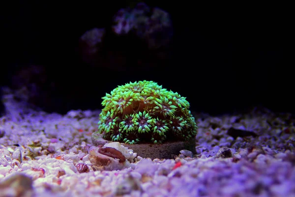 Mała Kolonia Koralowców Goniopora Lps — Zdjęcie stockowe