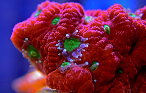 Ultra red Favia brain LPS coral in macro photography 