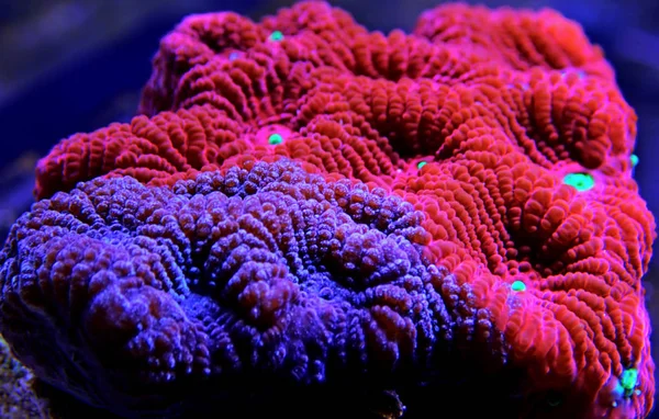 Ultra Red Favia Brain Lps Korallen Der Makrofotografie — Stockfoto