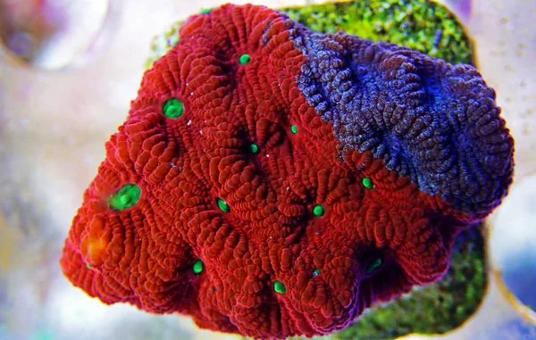 Ultra Vermelho Favia Cérebro Coral Lps Macrofotografia — Fotografia de Stock