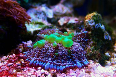 Yeşil zıplayan mantar, nadir ve pahalı yumuşak mercan.