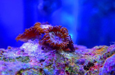 Karayipler 'den Citrus spp. Zoanthids smal koloni polipleri