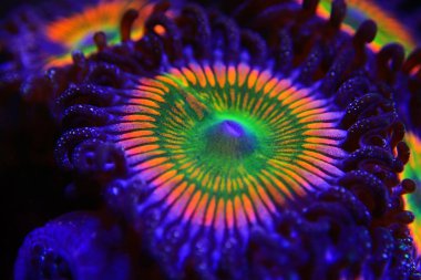 Sunny D spp 'ye yakın çekim. Zoathids polipleri