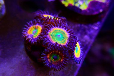 Sunny D spp 'ye yakın çekim. Zoathids polipleri