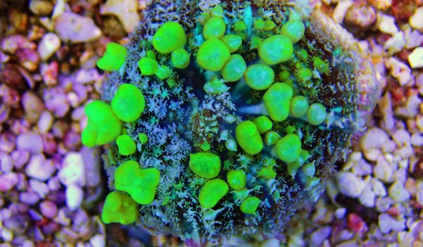 Green Bounce Mushroom Rare Expensive Soft Coral — Stock Photo, Image