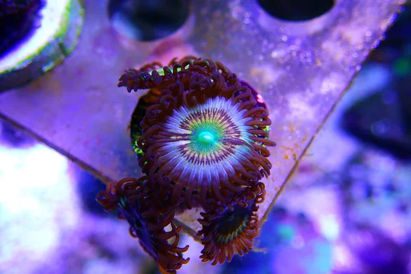 Citrus Spp Zoanthidés Smal Colonies Polypes — Photo