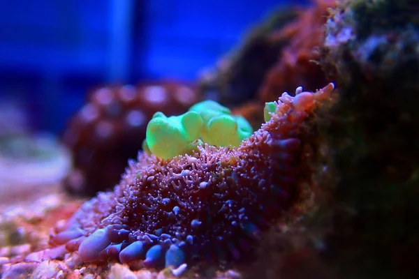 Zielony Grzyb Bounce Rzadkie Drogie Koralowce Miękkie — Zdjęcie stockowe
