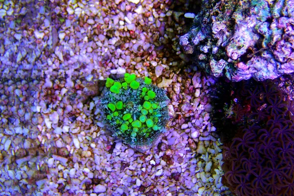 Green Bounce Mushroom Rare Expensive Soft Coral — ストック写真