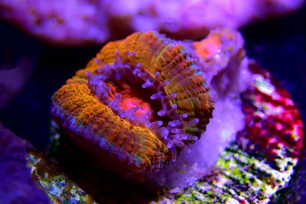 Macro Shot Acanthastrea Lps Polyps — ストック写真