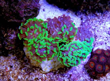 Euphyllia paraancora colorful LPS coral in closeup underwater scene clipart