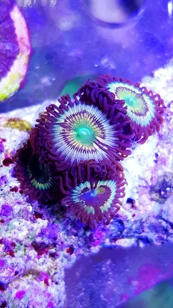 Karaibski Citrus Spp Zoanthids Smal Polipy Kolonii — Zdjęcie stockowe