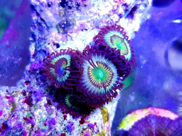 Caribbean Citrus Spp Zoanthids Smal Colony Polyps — Stock Photo, Image