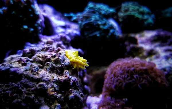 Sarı Küçük Deniz Hıyarı Colochirus Robustus — Stok fotoğraf