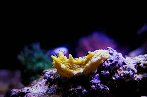 Žlutá Malá Mořská Okurka Colochirus Robustus — Stock fotografie