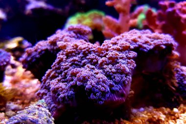 Mor Euphyllia Octospawn Dudak Mercanı - Euphyllia Divisa