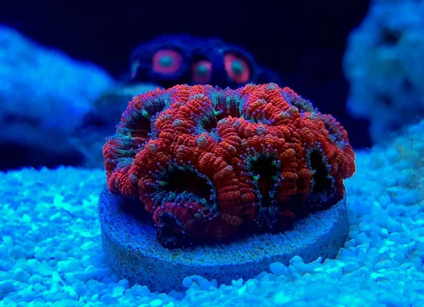 Ultra Red Colorato Acanthastrea Micromussa Lordhowensis — Foto Stock