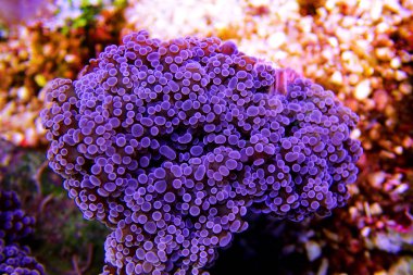 Mor Euphyllia Octospawn Dudak Mercanı - Euphyllia Divisa