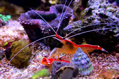 Lysmata temizleyici karides Ruby kırmızı ejderha balığını temizliyor.