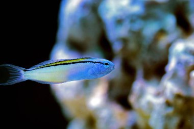 Kızıl Deniz Mimik Blenny - (Ecsenius gravieri) 