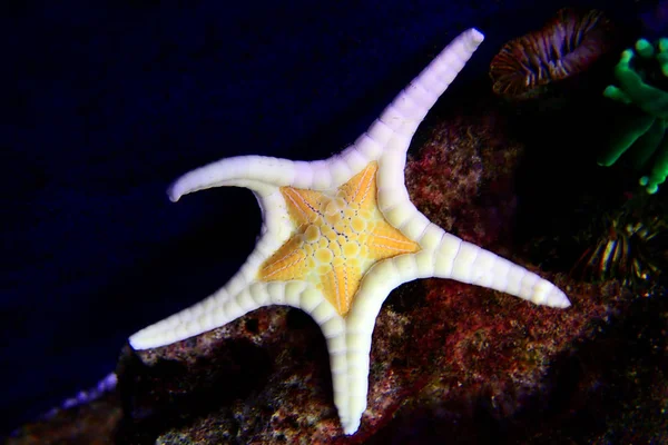 Ikoon Double Sea Star Iconaster Longimanus — Stockfoto